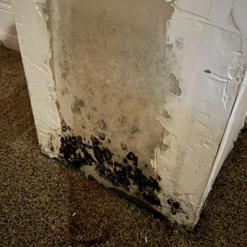 Professional Mold Removal in Wolcott, CT